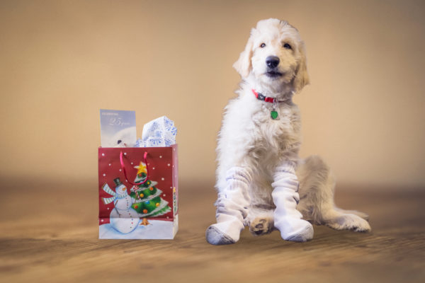 Dog in Socks with gift bag