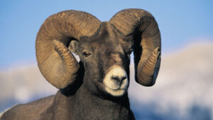 Wildlife 04 Big Horned Sheep Rockies Credit Travel Alberta